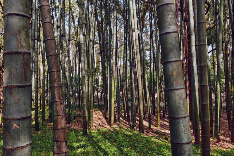 Bamboo forest grove with tall trunks and green foliage, sunlight filtering through canopy and long shadows on the understory, peaceful nature scene with vertical stalks and texture.