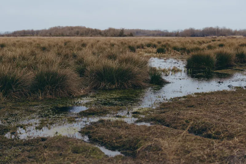 Wetland landscape with a quiet pond in grassland, rural outdoors at dusk, dry grass and reeds by the muddy water, natural colors, tranquil atmosphere, nature lifestyle wide view of fields