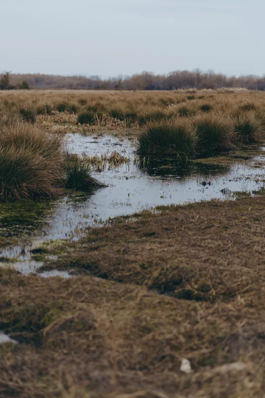 Wetland landscape with tall grass, shallow muddy water, and marsh pools in rural winter outdoors, overcast morning light, calm nature scene, concept for woman lifestyle