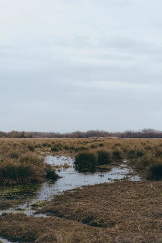 Landscape wetland with muddy water tracks through tall grasses, under a cloudy sky. Nature background of rural marshland, calm outdoor lifestyle, overcast daylight, quiet mood today, now.