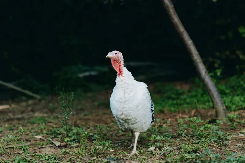 White turkey, domestic poultry, farm bird, livestock, adult turkey and single turkey standing on grass in rural outdoor setting, calm and alert, walking on earthy farmyard ground.