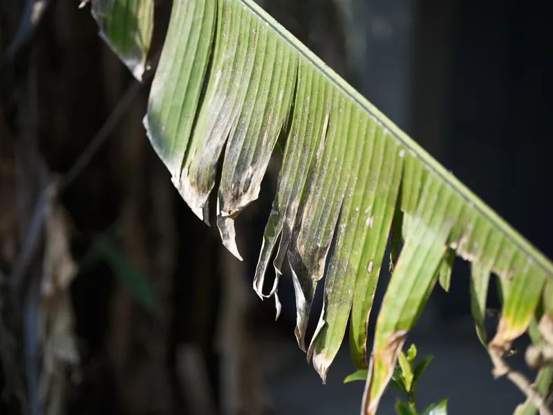 Close up of green leaf blades with hanging droplets in bright sunlight, macro texture and soft bokeh, fresh rain garden growth, outdoor nature lifestyle freshness concept, after rain, calm spring