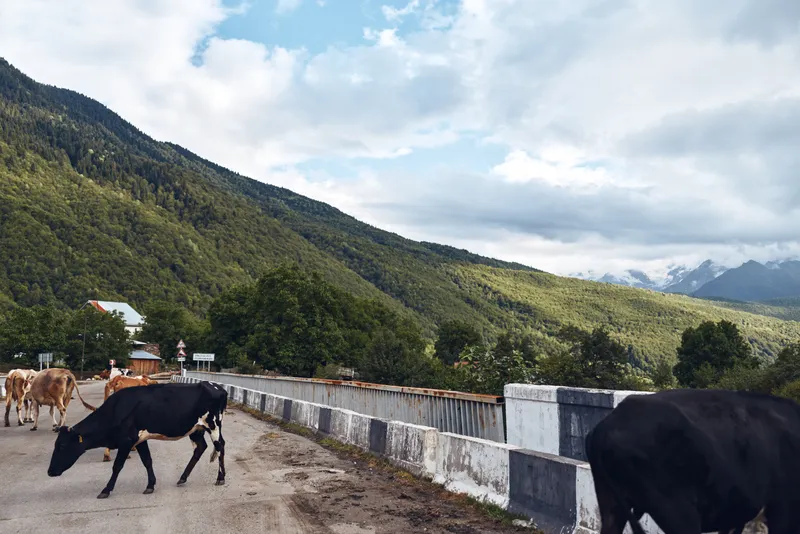 Cows graze along a rustic fence beside a wide pasture in a mountainous countryside, with green hills and distant peaks under a cloudy sky, creating a tranquil rural scene.