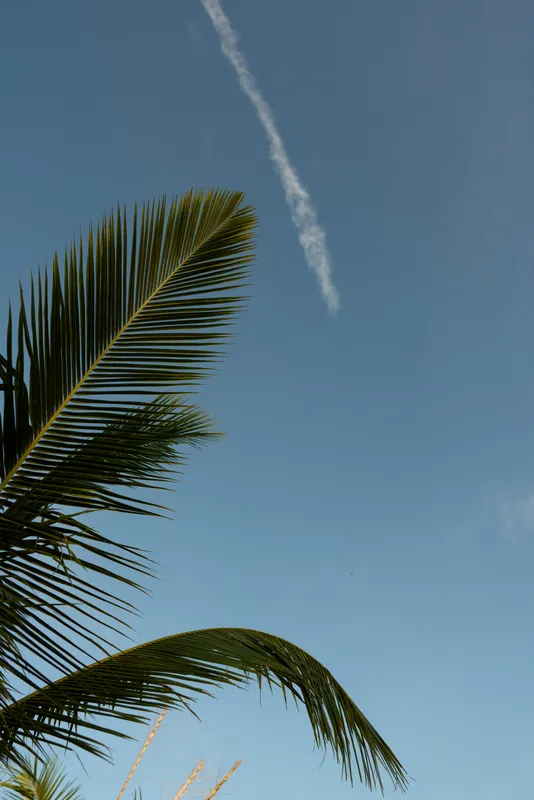 Close view of palm fronds against a clear blue sky with a contrail, capturing tropical lifestyle, travel vibe, outdoor relaxation, and sunny carefree moments, ideal for lifestyle.