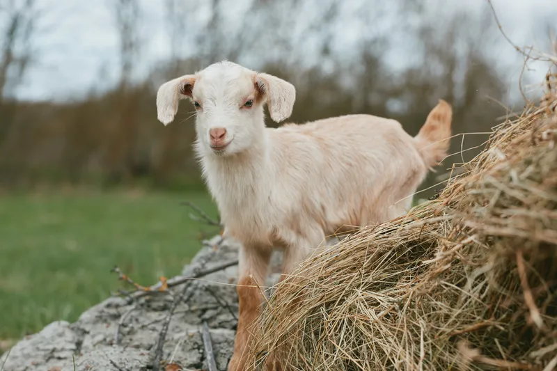 Goat kid animal farm countryside outdoors nature livestock stands on a stone ledge beside straw in a sunlit field, conveying a playful, peaceful rural moment