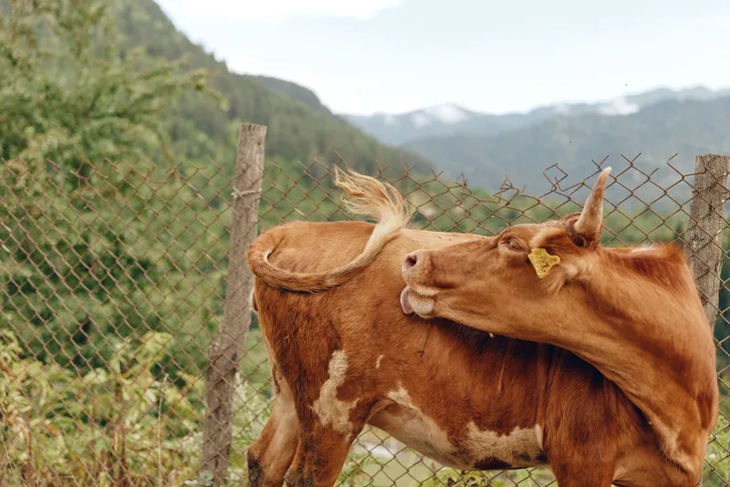 Two cows in a rural pasture share a gentle moment as they lean toward each other near a wooden fence, with rolling hills and distant mountains behind.