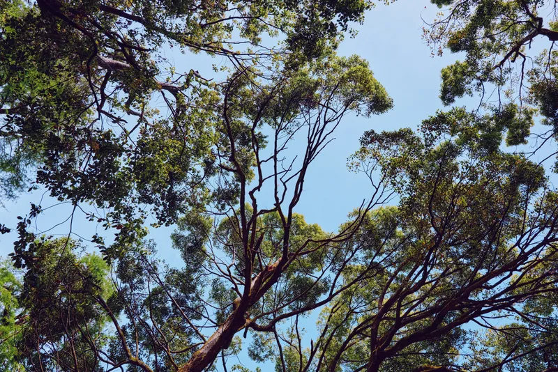 Trees canopy branches leaves sky nature forest treetop captured from below with sunlight filtering through green foliage, airy blue backdrop and organic textures for outdoor landscape ecology.