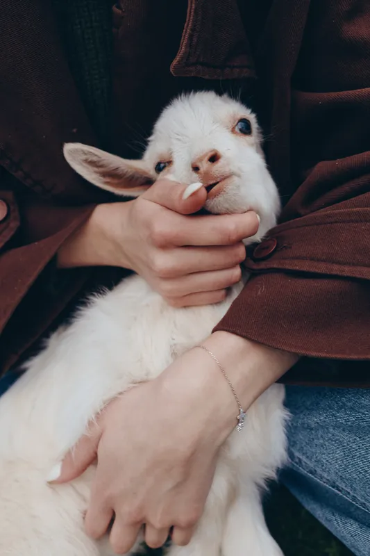 Close-up of a gentle goat kid cradled in a person's hands, soft sleeve framing the scene. Warm, intimate lifestyle moment showing care, bond, and affection between human and animal