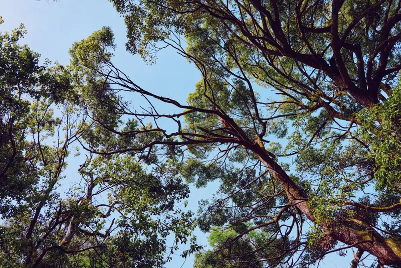 Trees canopy and branches with green leaves against blue sky, upward forest view of treetops and sunlight filtering through foliage, tranquil natural scene captured from below.