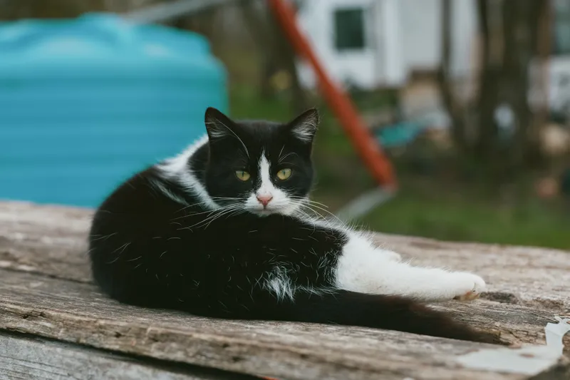 A calm cat lounges on weathered wood outdoors, presenting a relaxed lifestyle and cozy domestic presence. Black and white fur contrasts with the natural backdrop, capturing comfort, solitude, and