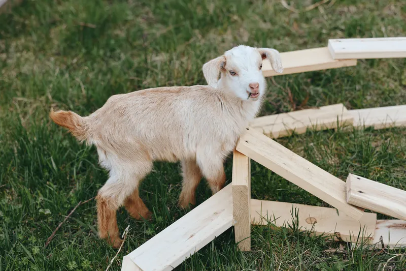 A curious goat kid explores a grassy field beside a wooden frame, capturing playful farm life in a sunny outdoor setting. Concept: exploration, rural lifestyle, and simple craftsmanship.