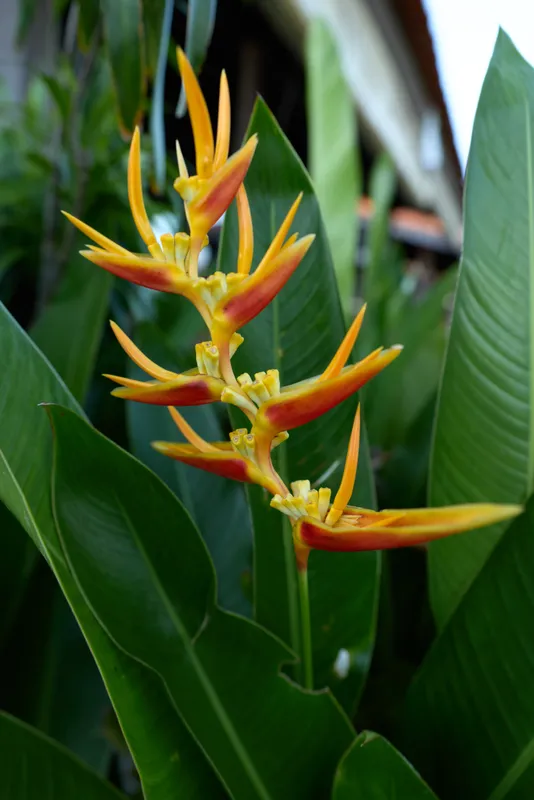 Close up of a vibrant heliconia flower among glossy green leaves in a tropical garden, bright outdoor lighting creates a vivid, exotic mood and a calm, natural lifestyle scene.