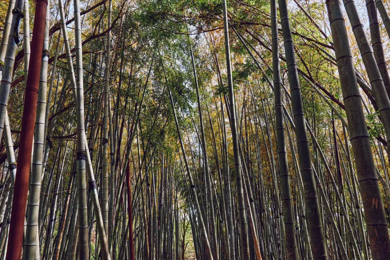 Bamboo forest with tall trees and dense canopy in a serene grove, vertical trunks creating textured patterns and natural light filtering through green foliage.