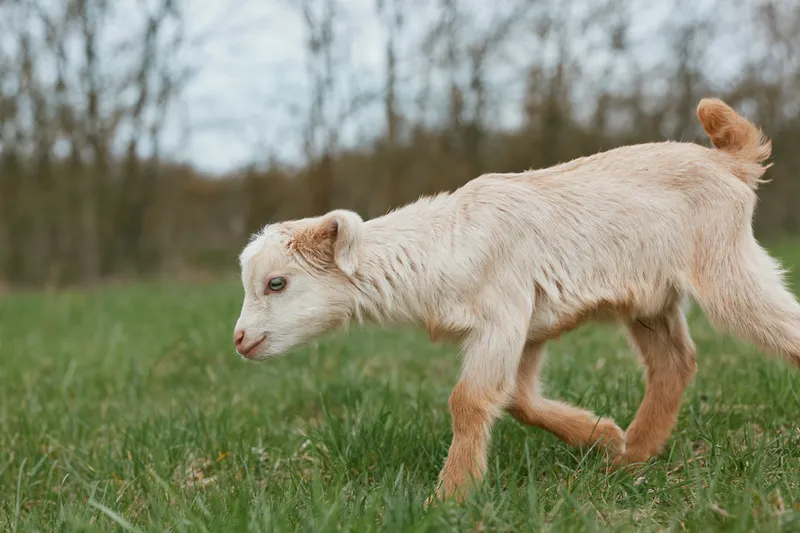 Young white baby goat walks carefully on green grass in a natural outdoor setting during early spring with soft natural light and blurred background trees.