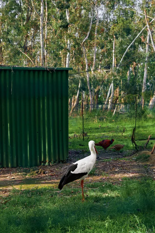 Stork bird on farm grass near green shed and trees in rural nature setting, solitary white wading bird standing on one leg in shaded yard with soft sunlight and tranquil mood.