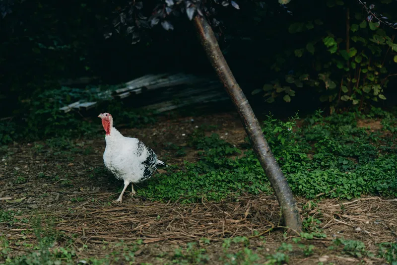 Adult domestic turkey standing alert in a rural backyard, white turkey with red wattle foraging near tree and grass, calm farm bird scene for lifestyle or agricultural stock photo.