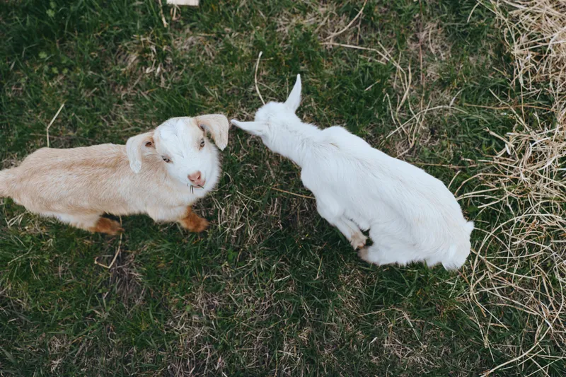 Goat, kid, animal, farm, countryside, nature, playful, grazing two young goats meet in a grassy field outdoors on a sunny day, capturing a candid rural moment among pasture and dirt