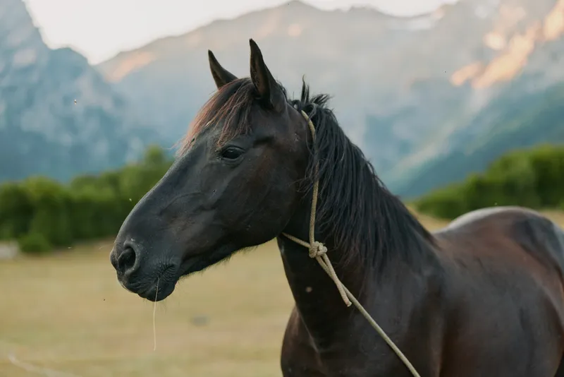 A dark horse stands in a rural field with a simple rope halter, mountains in the background creating a calm, rustic countryside mood and tranquil atmosphere.