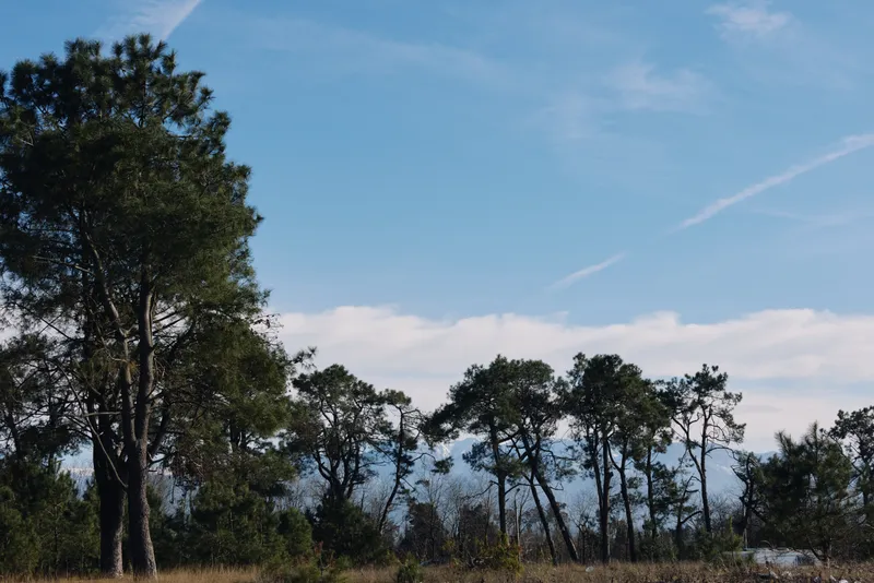 Trees, landscape, nature, forest, blue sky, field, outdoor, silhouette, pines, woodland create a calm rural scene with expansive greenery and open horizon.