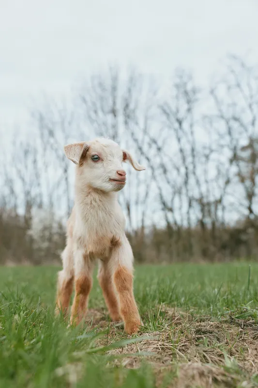 Young baby goat stands alert on green grass in early spring with bare trees in the background under a cloudy sky.
