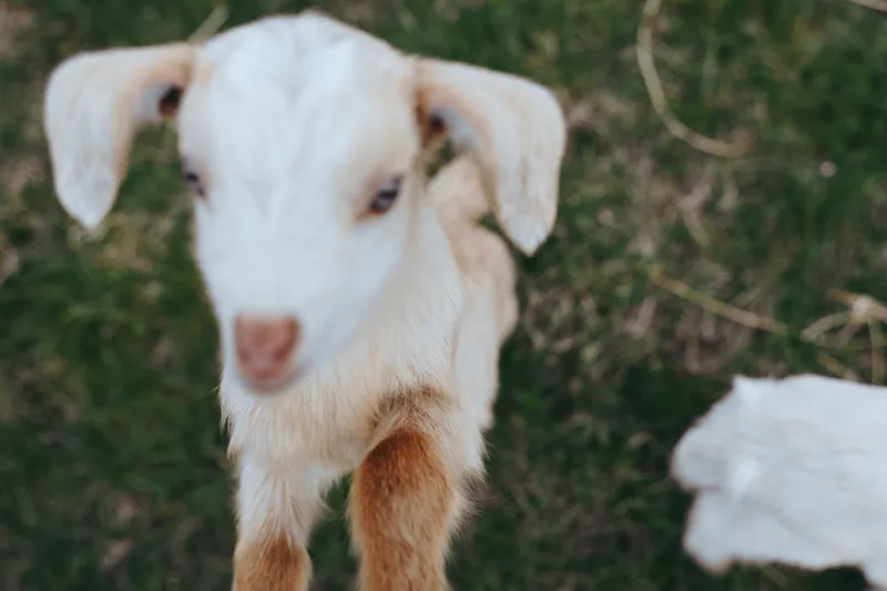 Young white goat kid stands on grass looking curiously at the camera in a natural outdoor setting during daytime with soft natural light and a blurred background.