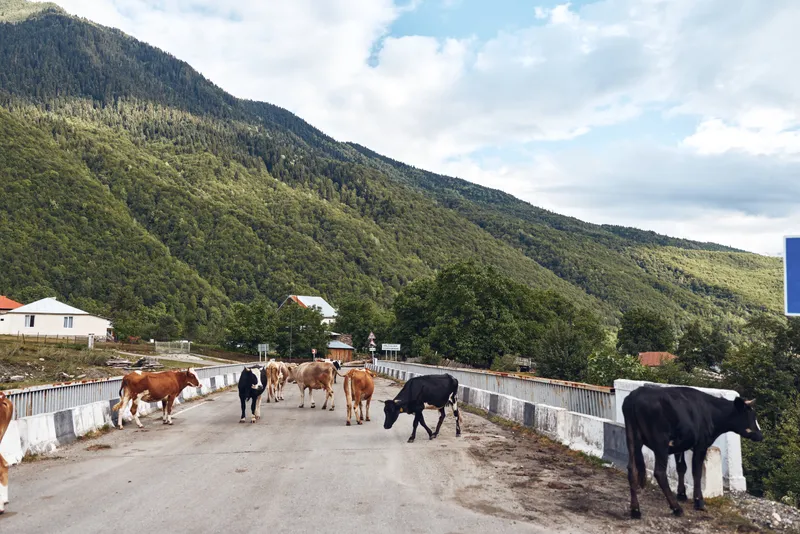 Cows wander along a rural road beside a stone guardrail, with green hills and blue sky, creating a peaceful countryside scene with farm animals