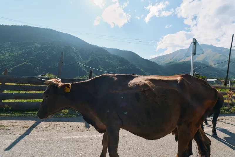 A solitary cow walks along a rural road with distant mountains and clear sky, sunlight casting long shadows, creating a calm, pastoral countryside scene.