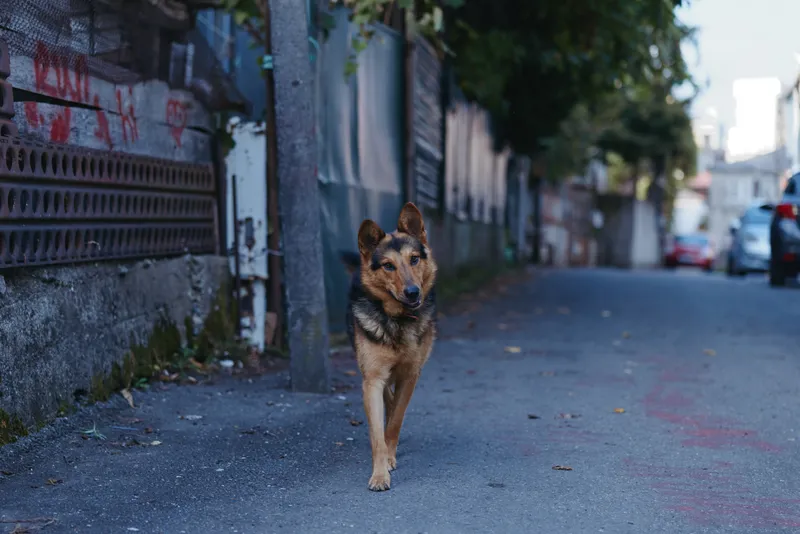 Dog, german shepherd, stray dog walking on an urban street at evening. Adult male dog with alert, calm expression walks alone on sidewalk in a moody residential alley for documentary lifestyle.