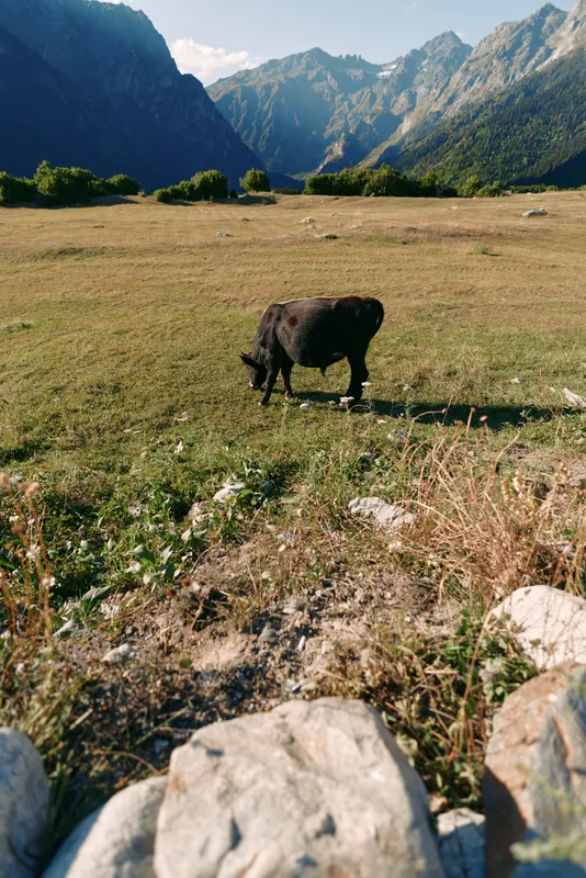Cow grazing in a sunlit meadow with mountains in the background, pasture field landscape showing nature, grass and peaceful rural livestock scene under blue sky.