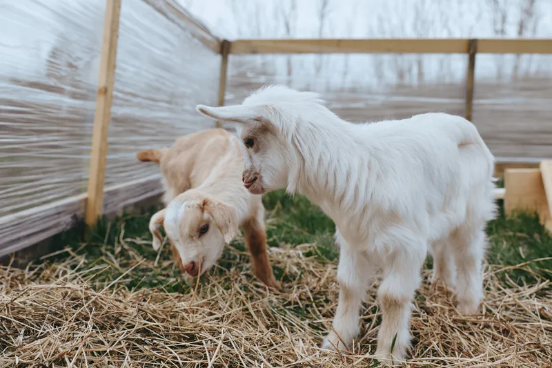 Playful goat kid duo outdoors in a sunlit enclosure, curious eyes explore straw bedding and wooden fencing, rustic farmyard scene, gentle breeze, natural colors convey wholesome family animal moment