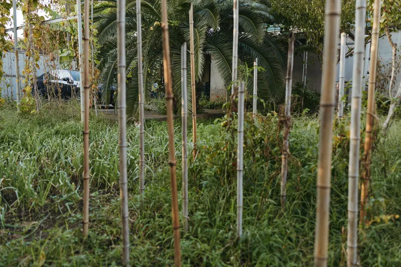 Bamboo poles and tropical garden with overgrown grass and palm tree in a quiet backyard, natural fence of stakes, rustic outdoor scene for landscaping or tropical lifestyle.