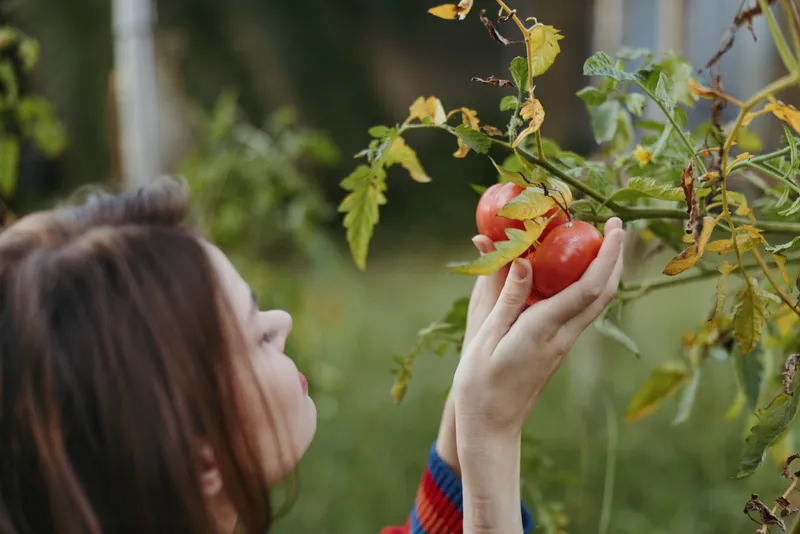 woman, tomatoes, picking, garden, striped sweater, outdoor, harvesting, hands Young woman in her 20s gently picking ripe tomatoes from a backyard vine, focused and smiling in a casual outfit,