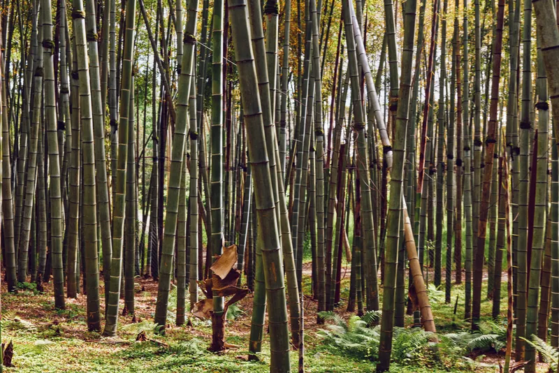 Bamboo forest grove with tall trunks and vertical green plants and nature, dense undergrowth and mossy floor with filtered sunlight creating a serene tranquil woodland scene.