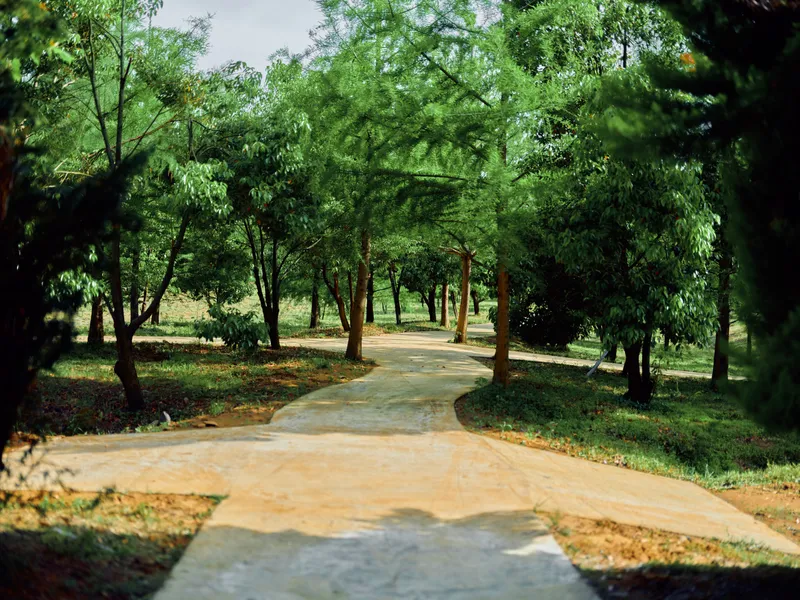 Path through trees with shaded walkway in a park, nature scene of green trail and forest canopy, paved pathway winding among foliage creating a peaceful outdoor landscape.