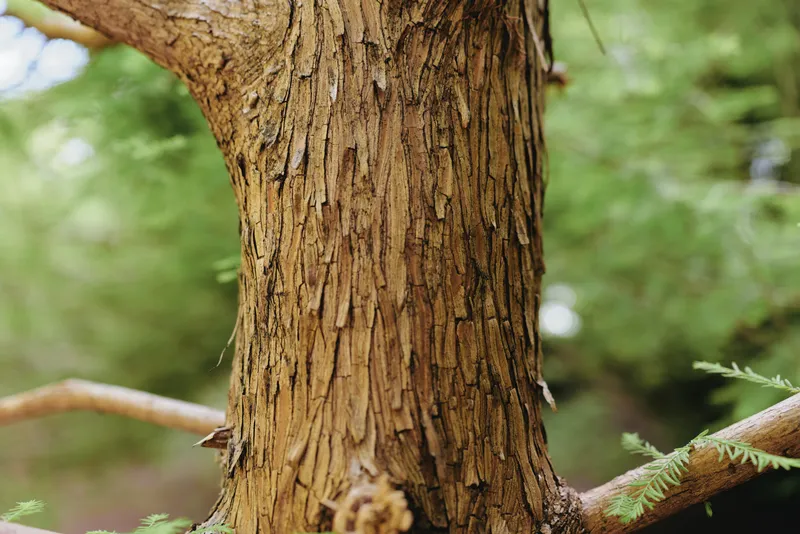 Tree bark trunk wood forest nature texture closeup showing peeling fibrous bark and small branches, detailed vertical grain and earthy brown tones with soft green blurred woodland background.