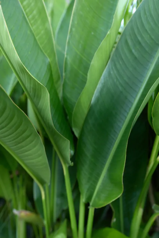 Close up of lush tropical leaves with vivid green color and strong textures, highlighting natural plant life and freshness, suitable for lifestyle, nature, and home decor themes in stock photography.