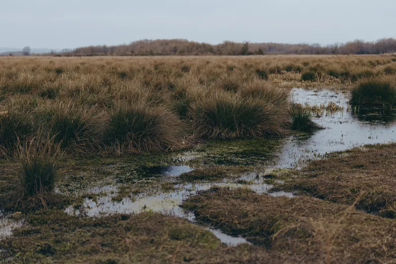 Marsh reeds water wetlands nature landscape countryside grassland, outdoor lifestyle in quiet rural wetlands, narrow water channel through mud and grass, overcast daylight, calm horizon view