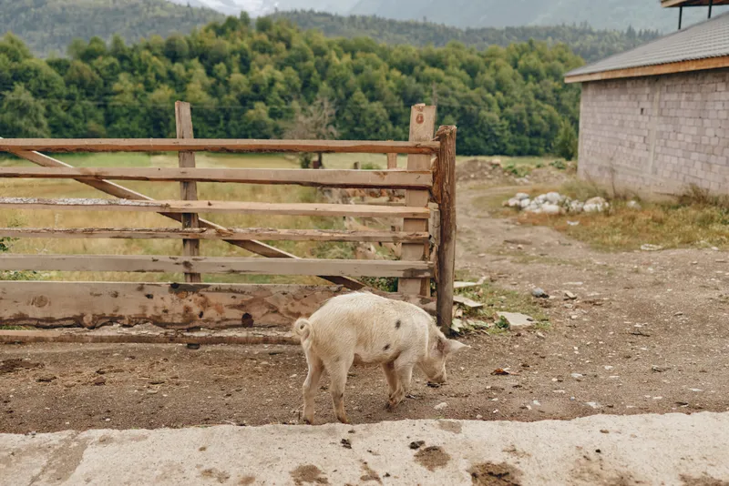 Young piglet near a wooden gate on a rural farm, muddy ground and simple buildings, a calm livestock scene showcasing farming life and countryside simplicity.