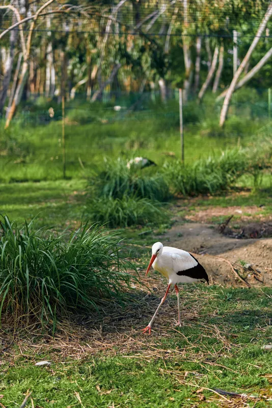 Stork bird white in a wetland grass landscape, nature walking with long beak and legs through marsh habitat, solitary wading and foraging at pondside among green trees and reflection.