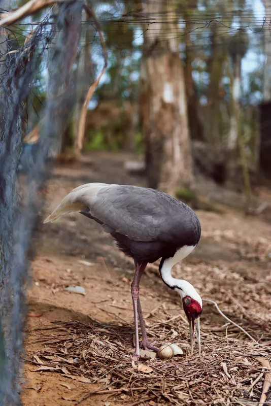 Crane bird tending eggs in nest, revealing a newly hatched chick on forest floor. Wildlife parenting scene with long legs, gray plumage, red facial skin and natural habitat.