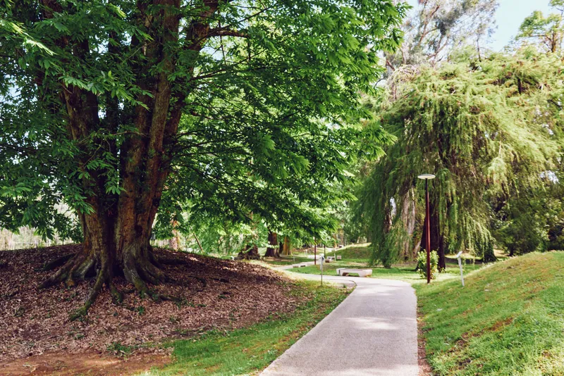 Park path with large trees and lush greenery, paved walkway winding past bench and grass, peaceful nature scene with sunlight filtering through dense foliage along a quiet trail