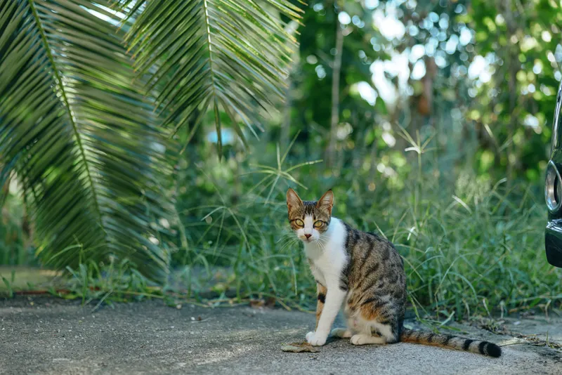 A curious cat sits on a paved path amid lush greenery, bathed in natural light. The tranquil outdoor scene captures a peaceful moment of feline calm and gentle curiosity.