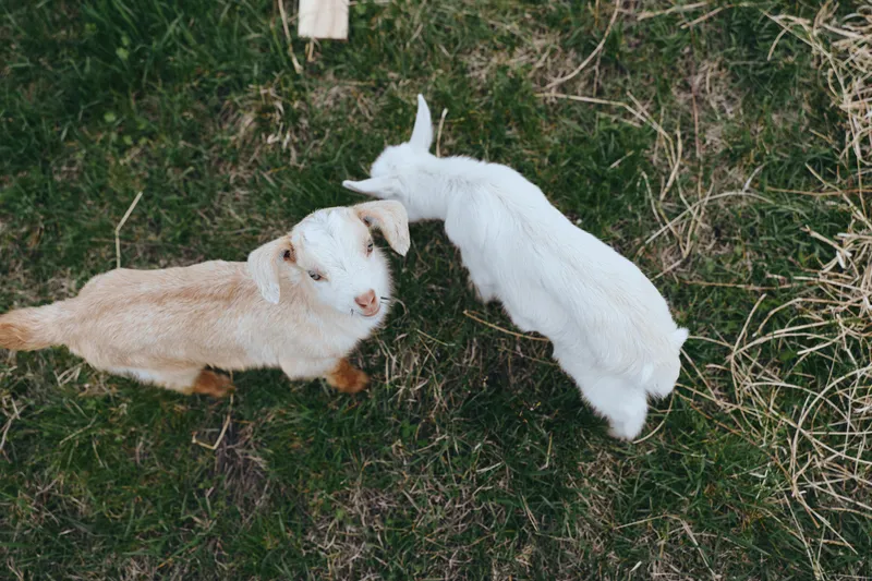 Goat goats kid animal outdoor lifestyle nature daylight peaceful playful companionship in a sunny countryside setting, two young goats share a moment of gentle interaction among grass and rustic