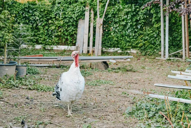 White turkey domestic turkey adult bird standing curious in a backyard garden of a rustic farm, walking near an ivy fence and shed in soft daylight, calm atmosphere for lifestyle farm imagery.