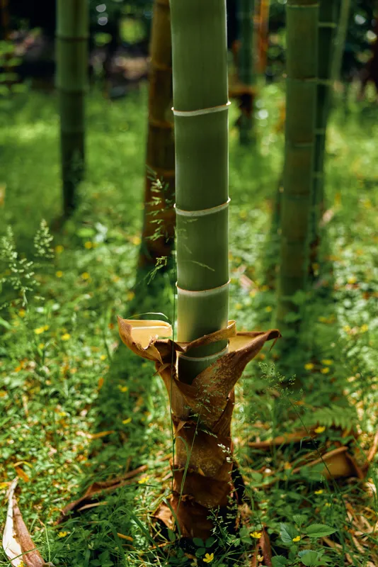 bamboo shoot stalk trunk grove forest green plant nature Closeup of a young bamboo stalk and emerging shoot in a lush grove with green grass and foliage in a natural outdoor setting.