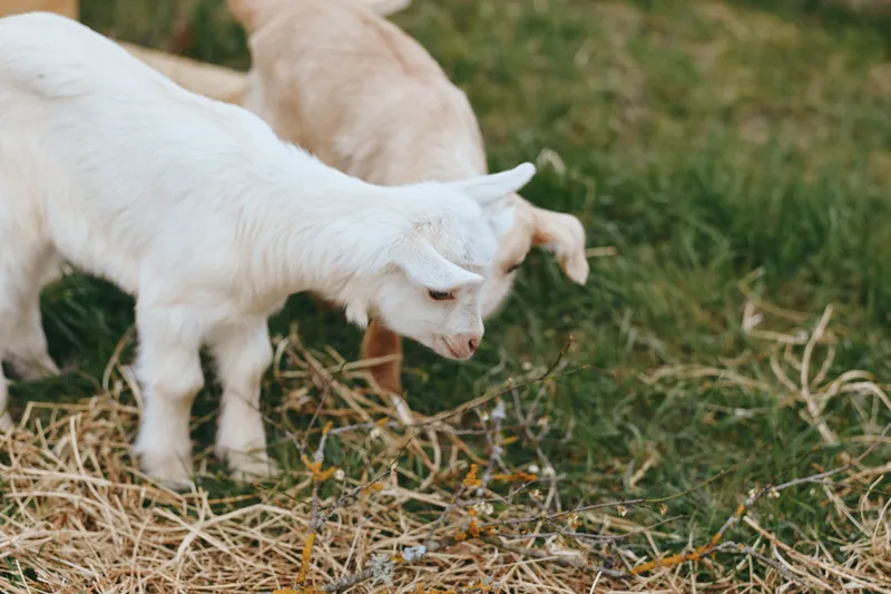 Two young baby goats explore dry grass and green pasture in a natural outdoor setting during a calm and sunny day in a lifestyle farm environment.