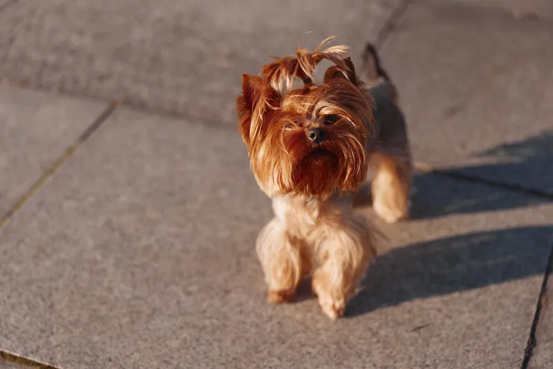 A small brown dog trots toward the camera on a sunlit sidewalk, its fluffy fur ruffling in the breeze, ears perked, tail wagging, conveying playful curiosity and daytime urban charm.