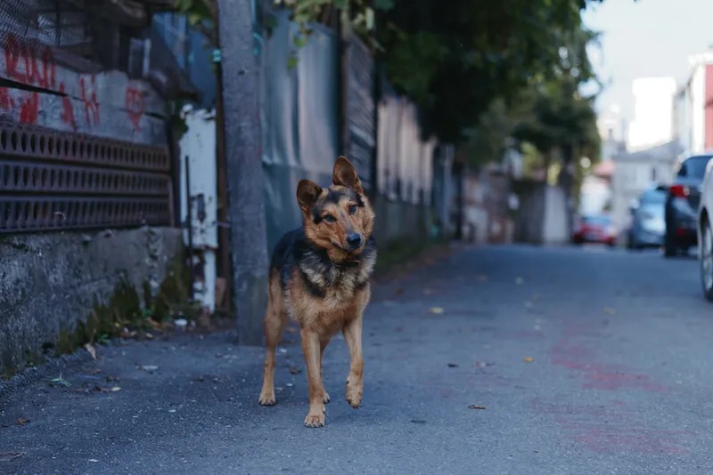 Dog, stray dog in an urban street alleyway: a medium-sized adult mixed breed standing alert and looking toward camera on a residential pavement, candid daytime animal portrait.