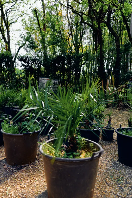 Potted plants nursery garden with several pots of young palm and foliage plants on woodchip pathway, outdoor greenery rows and shaded trees creating a tranquil nursery planting scene.