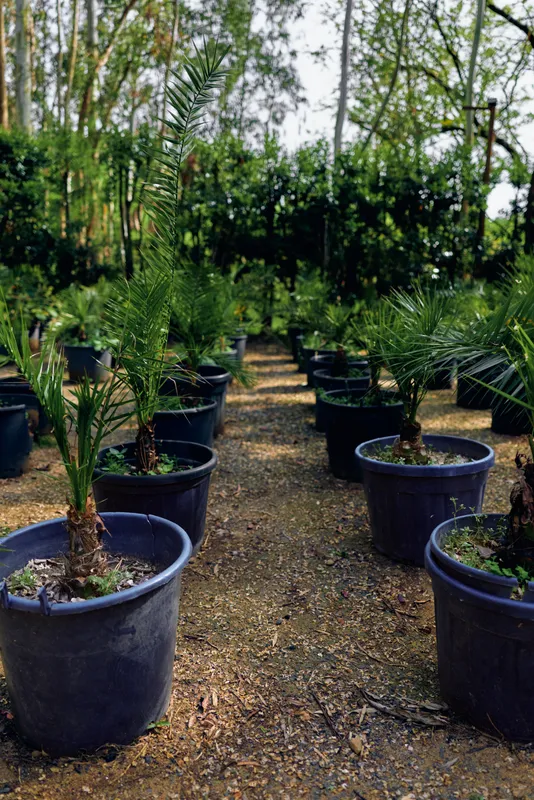 Palm potted nursery plants seedlings in rows on a dirt path at an outdoor garden center. Young palm trees in plastic pots for landscaping, cultivation, sale and plant care.